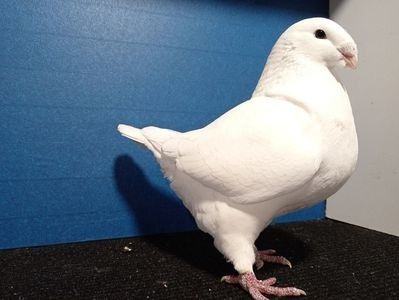 F2023 - Perechi matca 2026