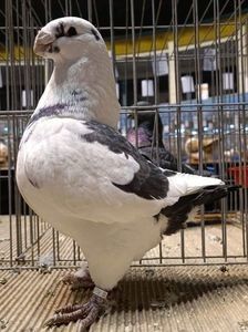 M2021 - Perechi matca 2026