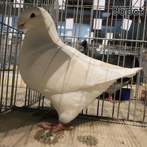 M2024 - Perechi matca 2026