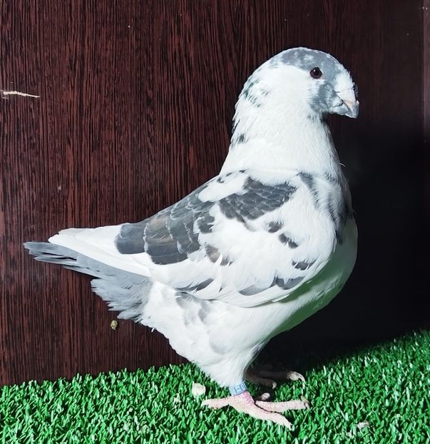 F2024 - Perechi matca 2026