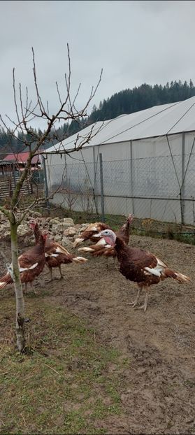 Screenshot_20251204_084627_Gallery - Curci red bourbon!