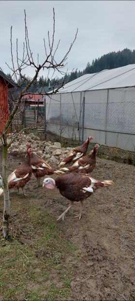 Screenshot_20251204_084619_Gallery - Curci red bourbon!