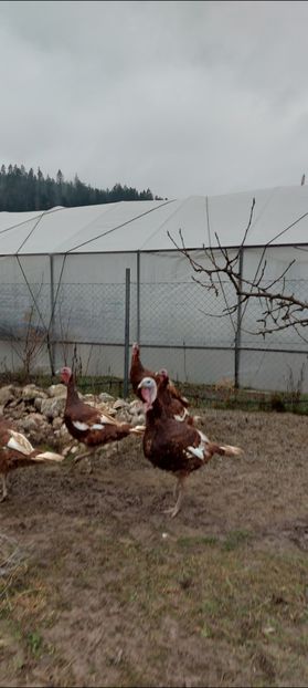 Screenshot_20251204_084610_Gallery - Curci red bourbon!