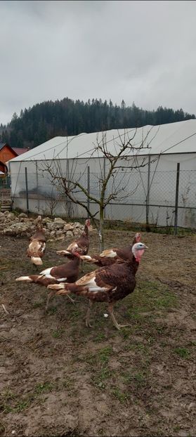 Screenshot_20251204_084555_Gallery - Curci red bourbon!