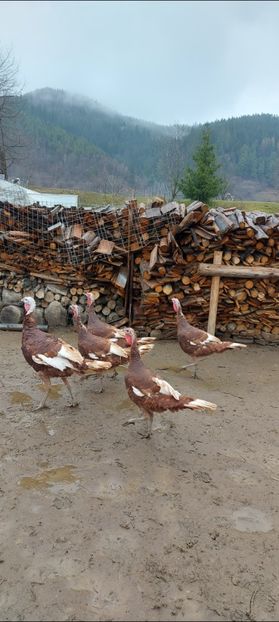 Screenshot_20251204_084548_Gallery - Curci red bourbon!