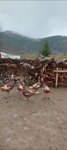 Screenshot_20251204_084540_Gallery - Curci red bourbon!