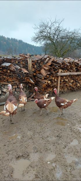 Screenshot_20251204_084527_Gallery - Curci red bourbon!