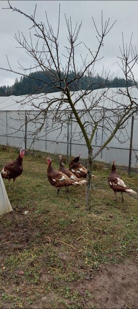 Screenshot_20251204_084515_Gallery - Curci red bourbon!