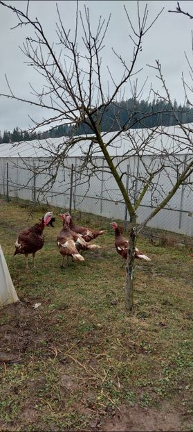 Screenshot_20251204_084503_Gallery - Curci red bourbon!