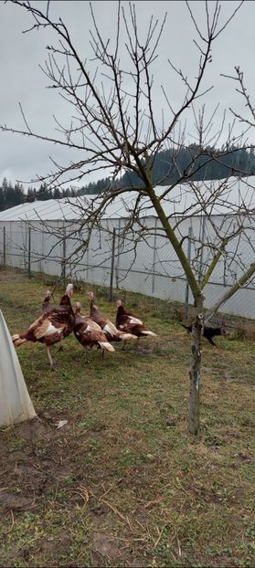 Screenshot_20251204_084451_Gallery - Curci red bourbon!