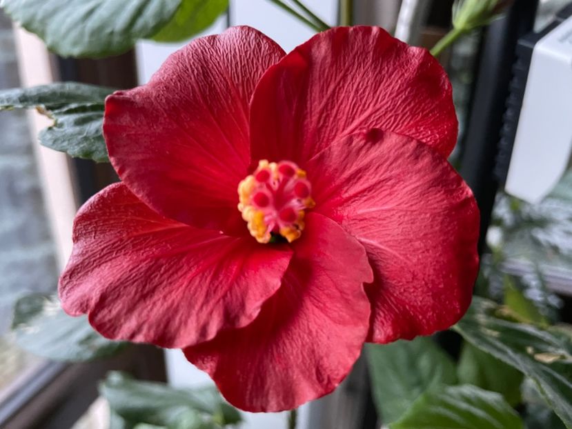  - 0006 - Hibiscusi 2025 - 3