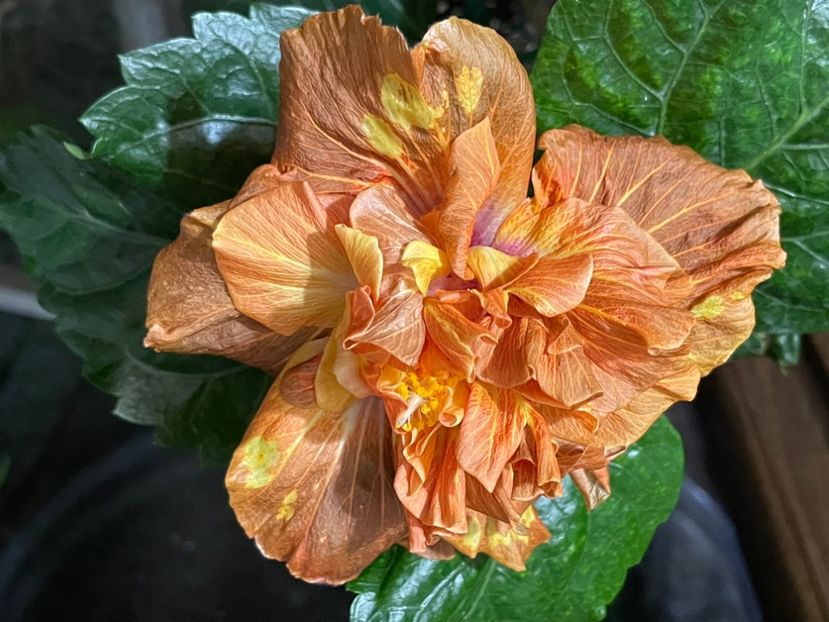  - 0006 - Hibiscusi 2025 - 3