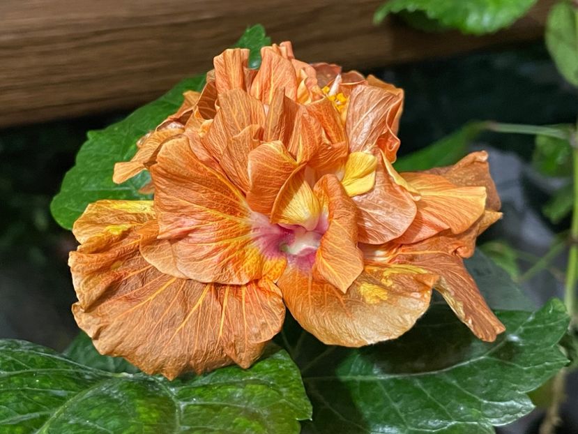  - 0006 - Hibiscusi 2025 - 3