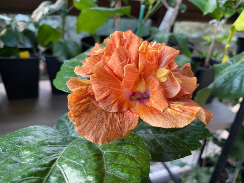  - 0006 - Hibiscusi 2025 - 3