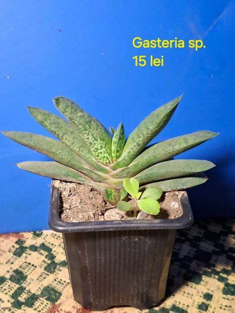  - Plante de vanzare