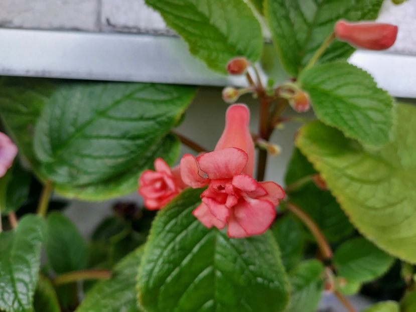 59 - 1-A-Siningii din semințe