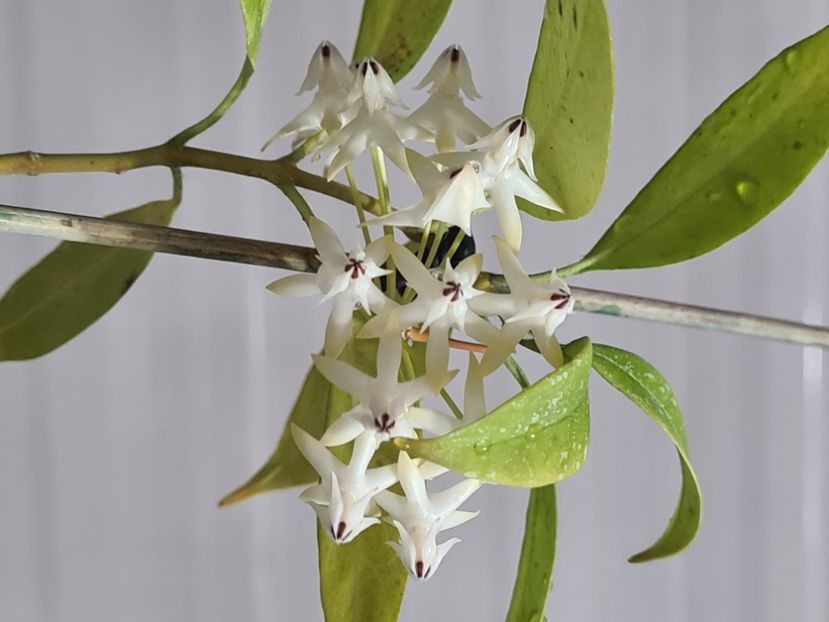  - Multiflora Milky Wey