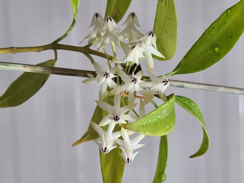  - Multiflora Milky Wey