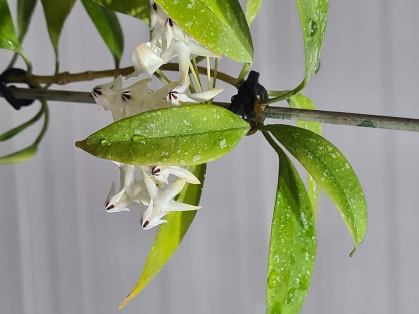  - Multiflora Milky Wey