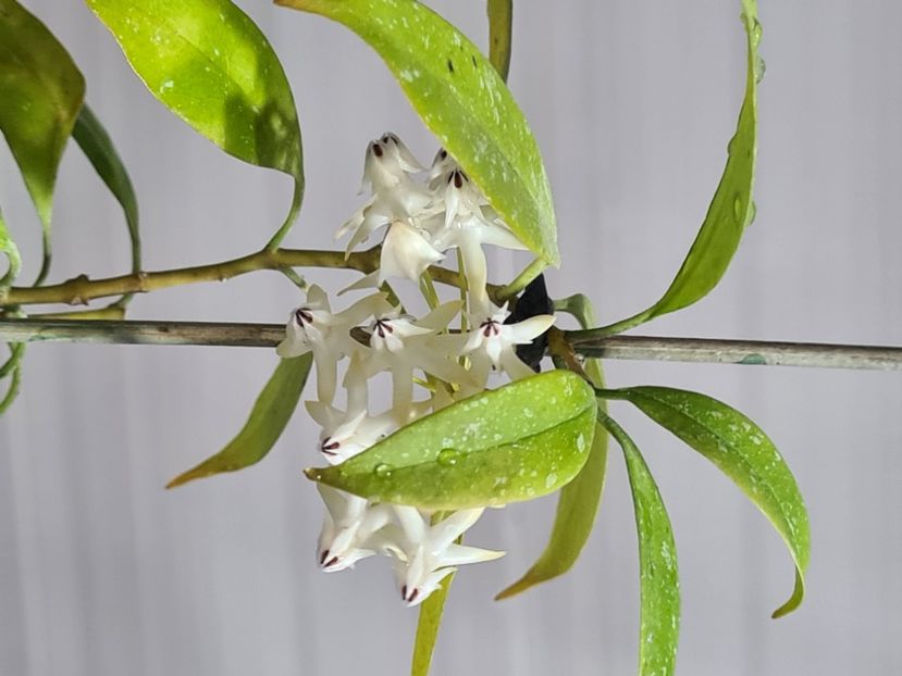  - Multiflora Milky Wey