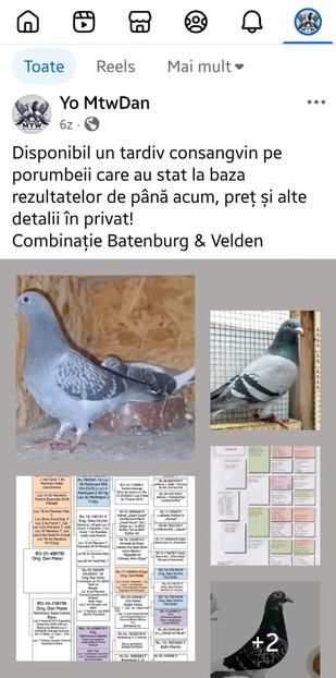 0766867999--PUI DE VANZARE - DE VANZARE