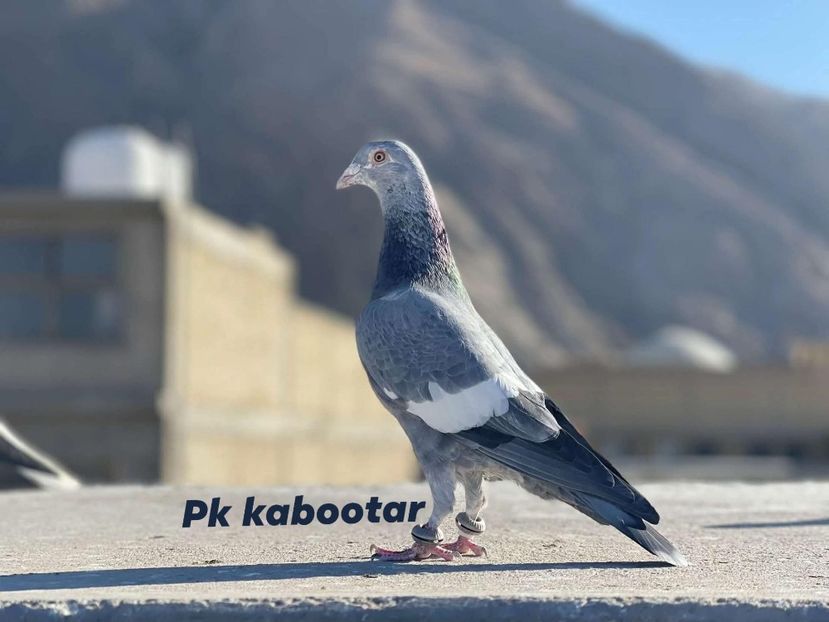  - Nu îmi aparțin 11