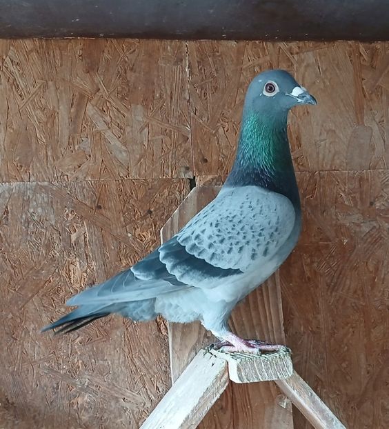  - Nu îmi aparțin 11