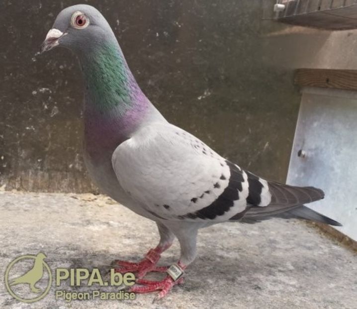 simonneke - HERBOTS - TRIPLE BARCA - dublu nepot BARCELONA JAN