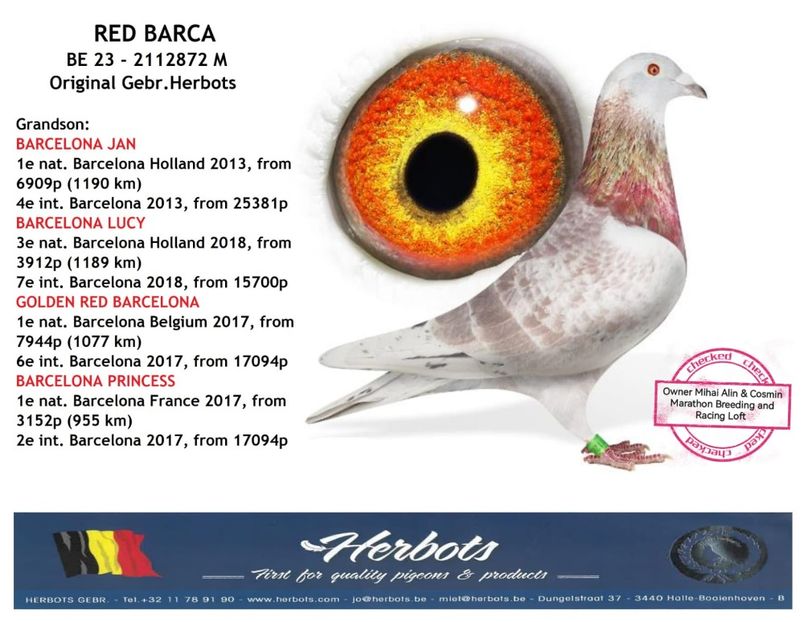 RED BARCA 1 - HERBOTS - RED BARCA - nepot 4 x 1 Barcelona