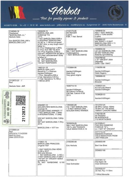 RED BARCA PED - HERBOTS - RED BARCA - nepot 4 x 1 Barcelona