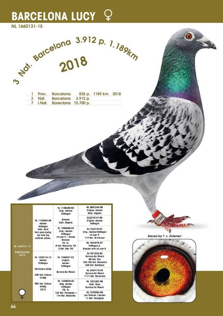 BE-24-2117371 (1) - HERBOTS - RED BARCA - nepot 4 x 1 Barcelona