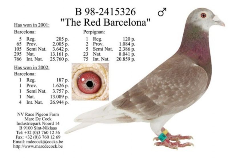 d339498c-1749-42ce-8946-29ece12307bc - HERBOTS - RED BARCA - nepot 4 x 1 Barcelona