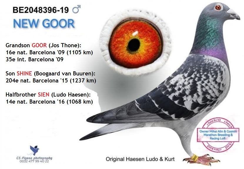 NEW GOOR - 1 ACHIZIȚII 2020-2025