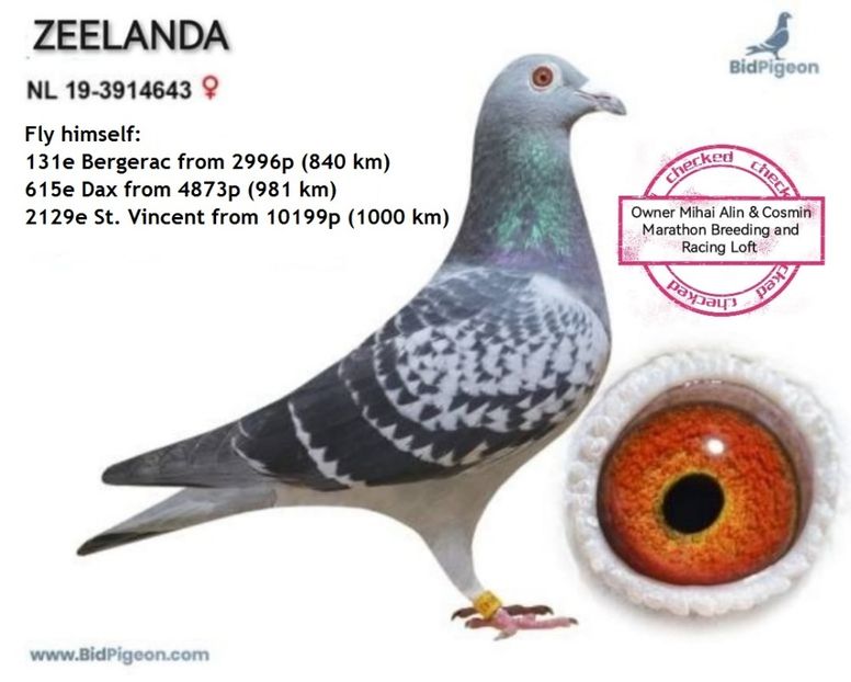 ZEELANDA 3 - 1 ACHIZIȚII 2020-2025