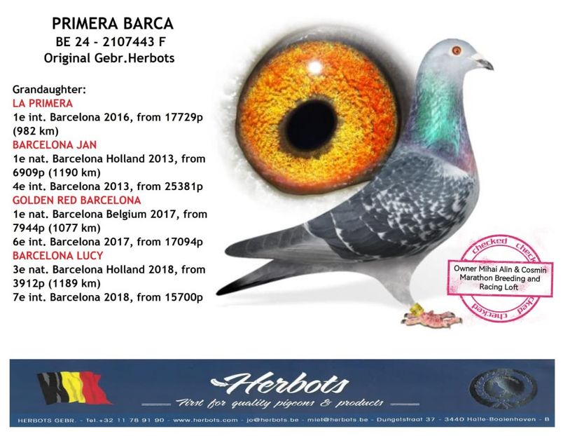 PRIMERA BARCA - 1 ACHIZIȚII 2020-2025