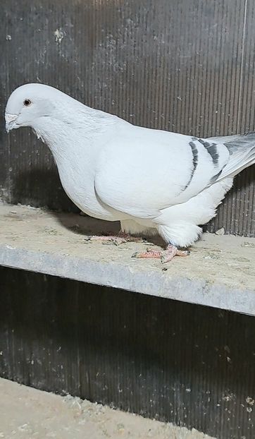  - VOIAJOR ROMANESC DE FRUMUSETE FEMELE