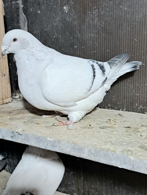 Fem 2024 - VOIAJOR ROMANESC DE FRUMUSETE FEMELE