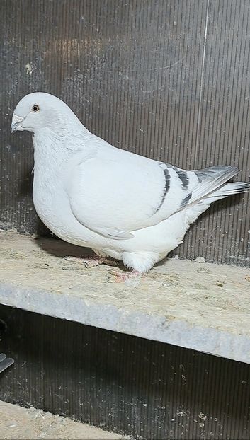  - VOIAJOR ROMANESC DE FRUMUSETE FEMELE