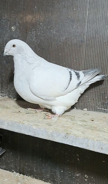  - VOIAJOR ROMANESC DE FRUMUSETE FEMELE