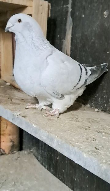  - VOIAJOR ROMANESC DE FRUMUSETE FEMELE