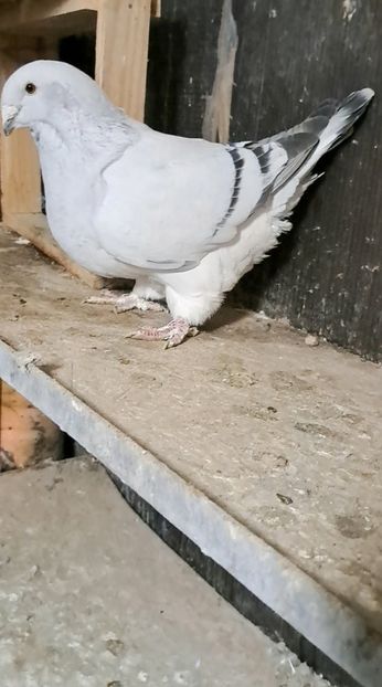  - VOIAJOR ROMANESC DE FRUMUSETE FEMELE