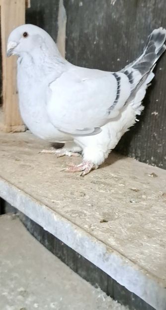  - VOIAJOR ROMANESC DE FRUMUSETE FEMELE