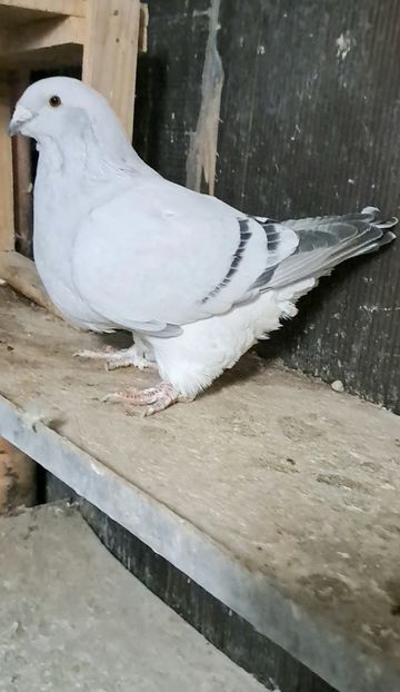  - VOIAJOR ROMANESC DE FRUMUSETE FEMELE