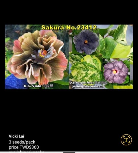  - MMT Purple Lavender