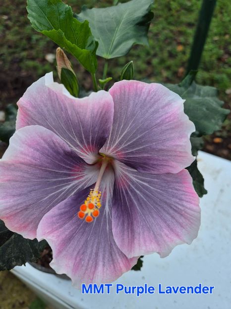  - MMT Purple Lavender