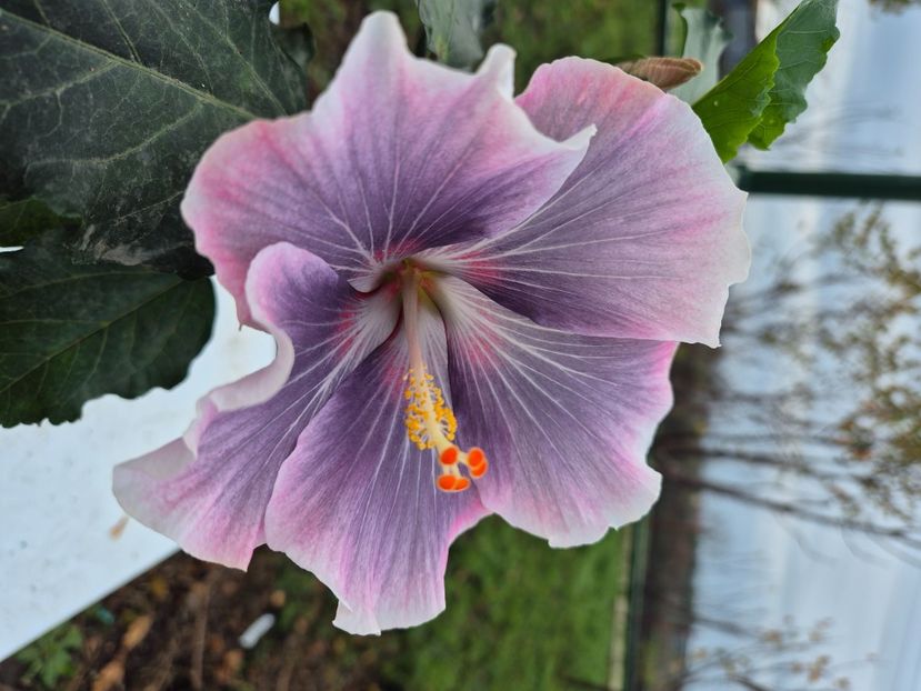  - MMT Purple Lavender