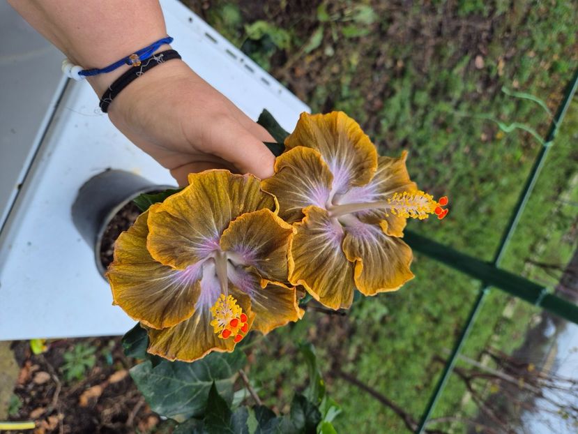  - Miaoli apple green