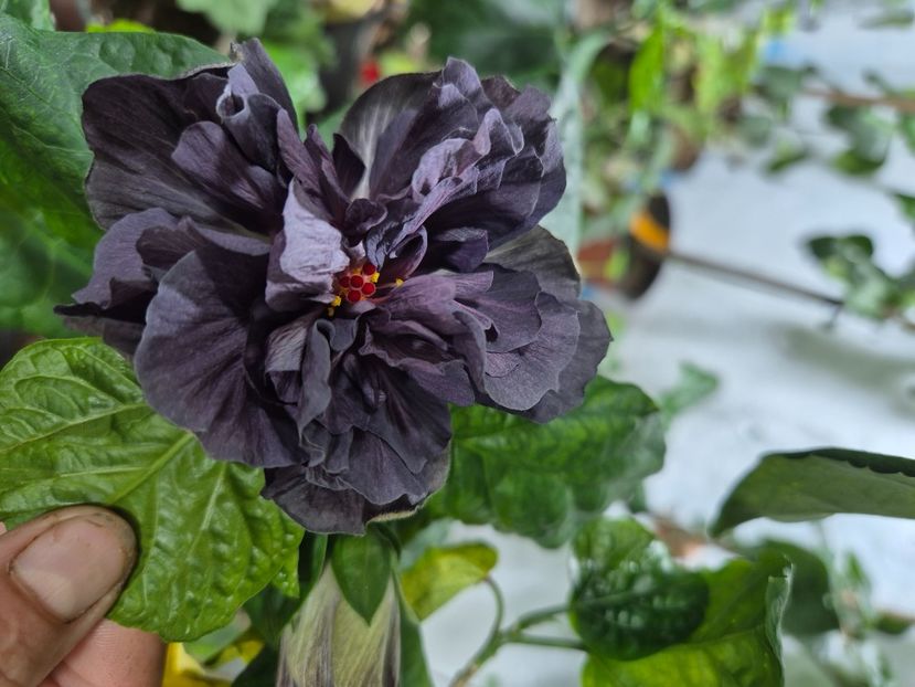  - Ssushaian Black Mochi