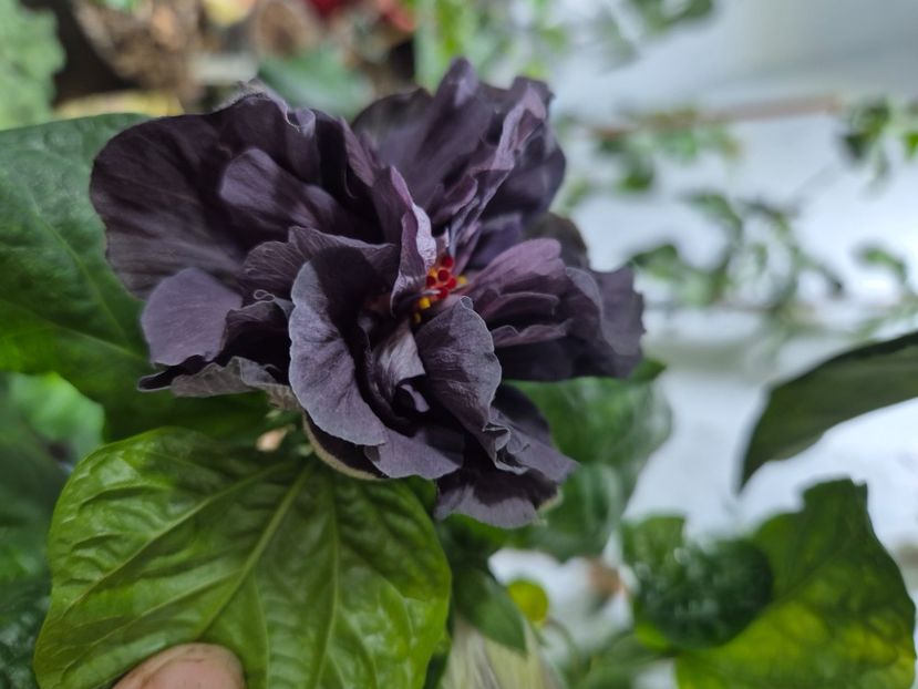  - Ssushaian Black Mochi