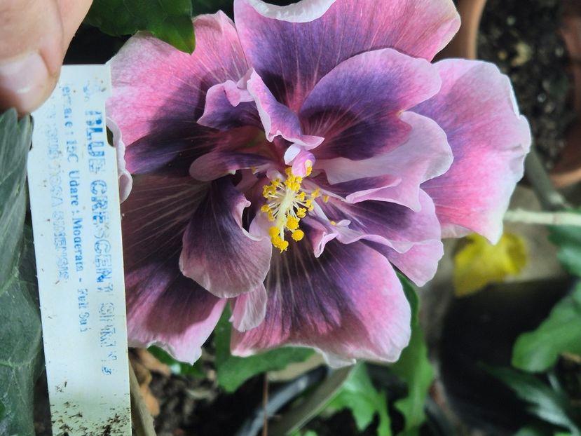  - Blue Crescent Spring